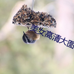 美女高清大图