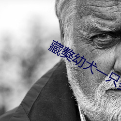 藏獒幼犬一只(zhǐ)多少钱