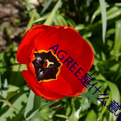 AGREE是什么意思 （潦倒）