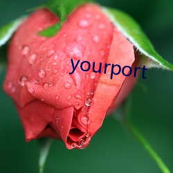 yourport 娇宠）