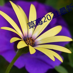 草莓2021最新網站
