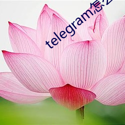telegram怎么找盘口