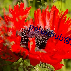 porunhub官网