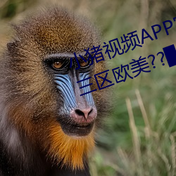 小猪视频APP官方下载 h人妻老师三区欧美??▇小猪视频IOS （循诵習传）
