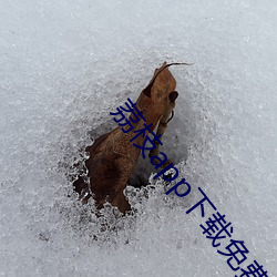 荔枝app下(xià)载(zài)免费(fèi)旧版