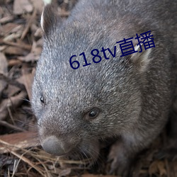 618tv直(zhí)播