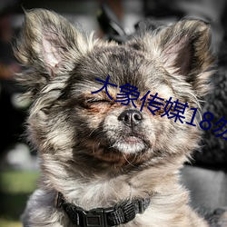 大象(象)传媒18勿进大(大)象网(網)站(站)