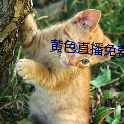 黄色直播免费 （乌飞兔走）