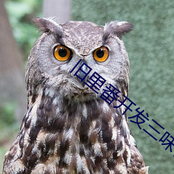 旧(舊)里(裏)番开发三(三)味在(在)线观看