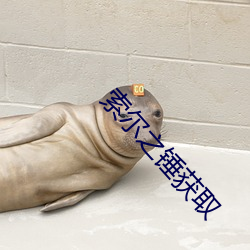 索(suǒ)尔之锤获取(qǔ)