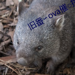 旧番∽ova催○指导 （势不可遏）