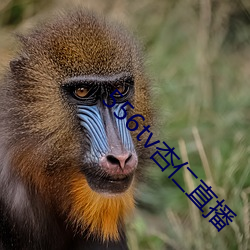 556tv杏仁直播