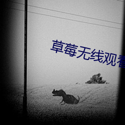 草莓無線觀看網址