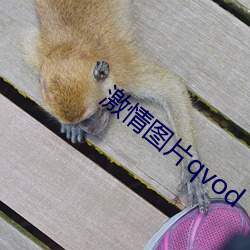 激情圖片qvod