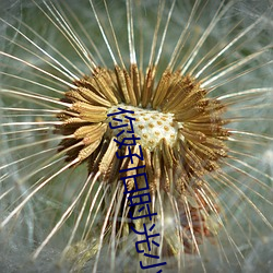 你好旧时光小说 （花朝月夕）