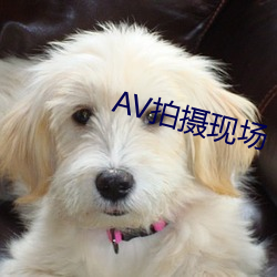 AV拍摄现(xiàn)场