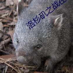 洛杉矶之战在线观看免费完