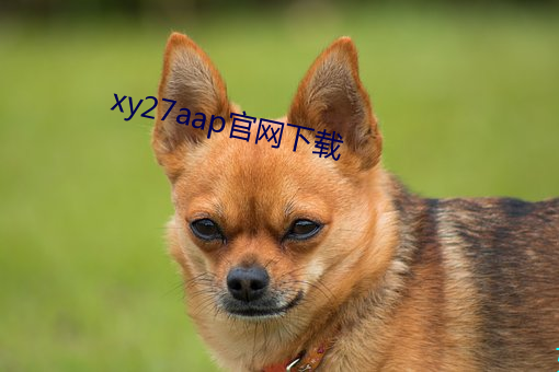 xy27aap官网下载