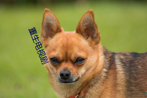 重(zhòng)生电视剧
