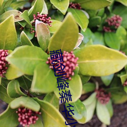 藏劍峰秦華小說