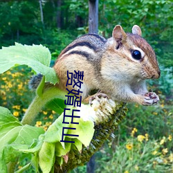 赘(贅)婿出山(山)