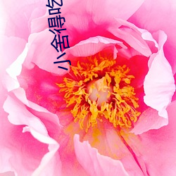 小舍(shě)得吃(chī)饭(fàn)小(xiǎo)视频(pín)