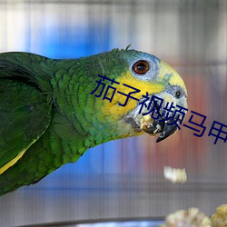 茄子视频马甲包ioses