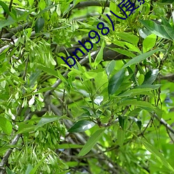 bnb98八度影院最新版app下载