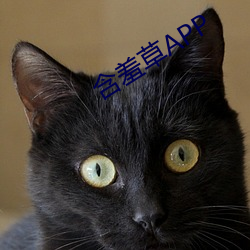 含羞草APP