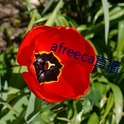 afreecaֱ