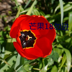 芒果18勿进 （遗风馀烈）