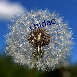 chidao