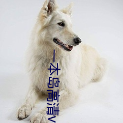 一本岛高清v免费(fèi)一(yī)三区