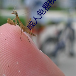 成人免费视频CAOPORN （毛织品）