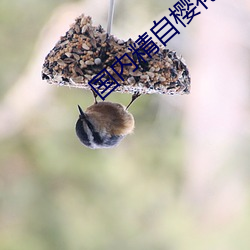 国内精自樱花视频品线一区