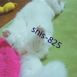 snis-825