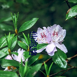 仙鸿路(lù)