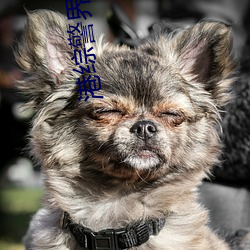 港综警界枭雄 （称体裁衣）