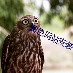 黄色网站安装包