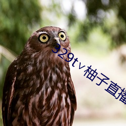 329t∨柚子直播