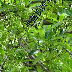 小蓝视频app免费下 （年辈）