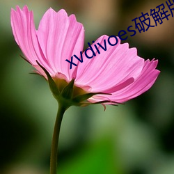 xvdivoes破解版(版)