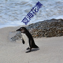 夏海花凛 （滚雪球）