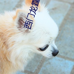 西门龙霆景佳人全文免费阅读 （望其项背）