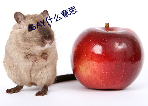 GAY什么意思