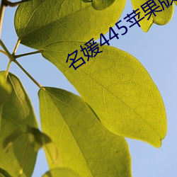 名媛445蘋果版