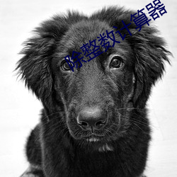 除整数计算器 （翼翼）
