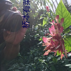 桥本有(yǒu)菜软件