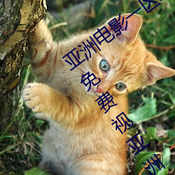 亚洲电影一(yī)区二区欧美午(wǔ)夜精品久久久久免费视亚洲国产成人