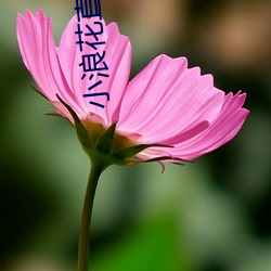 小浪花直播